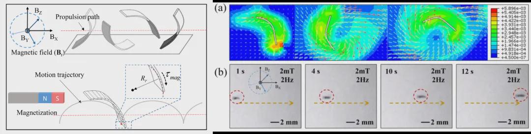 受海洋蛞蝓启发的微型“变形金刚”？北理工团队TRO发表双稳态软体微机器人，实现复杂狭缝地形自由穿梭！(图7)